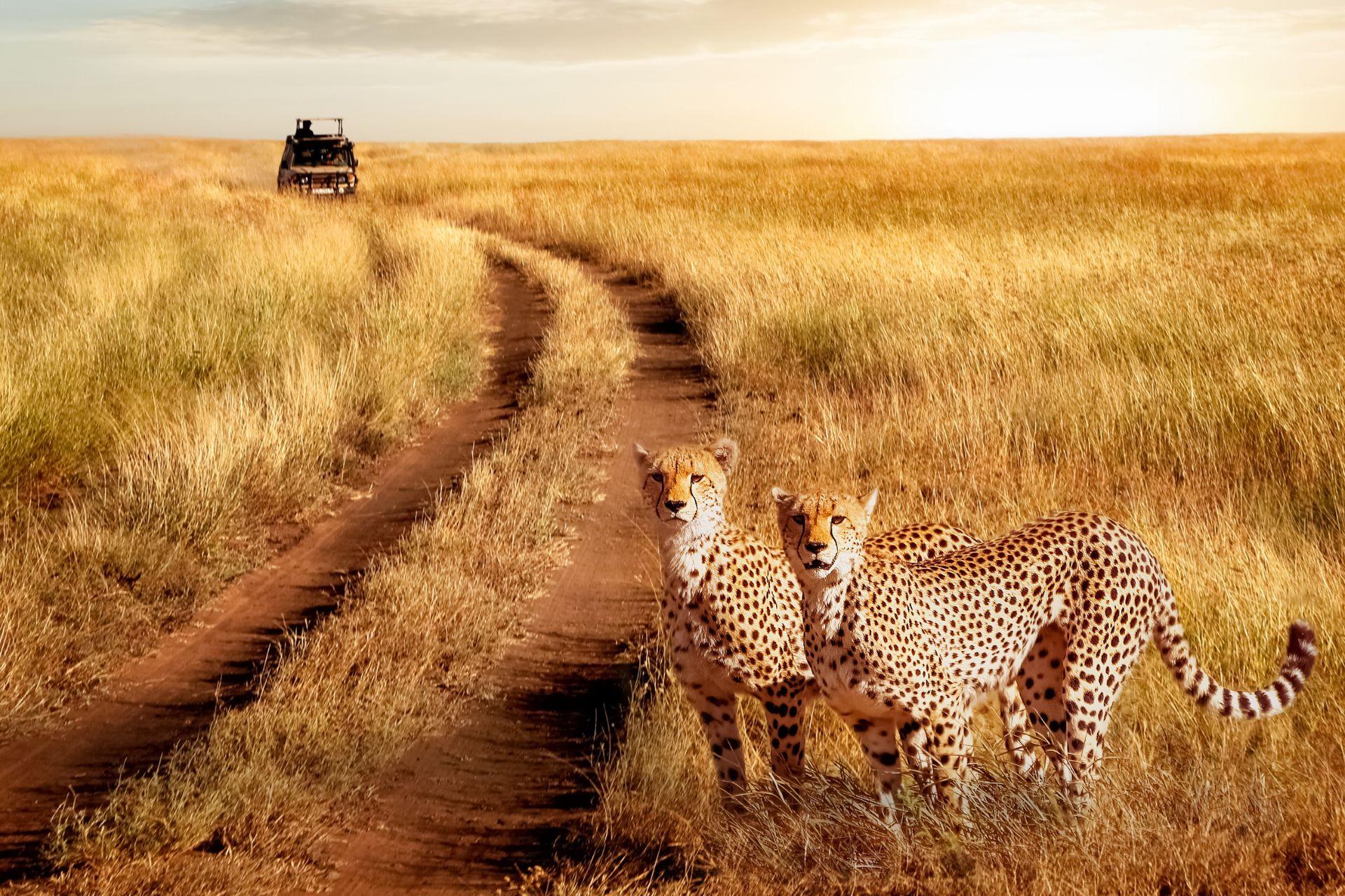 τανζανια ζανζιβαρη σαφαρι