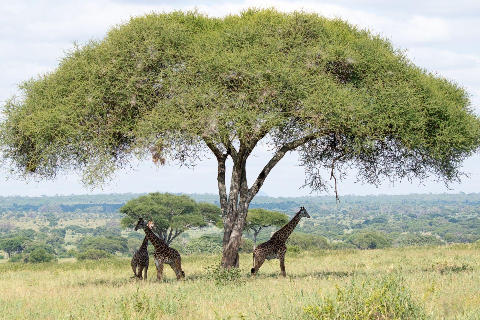 ζανζιβαρη σαφαρι
