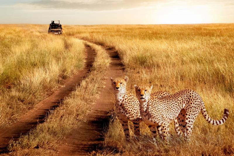 τανζανια ζανζιβαρη σαφαρι