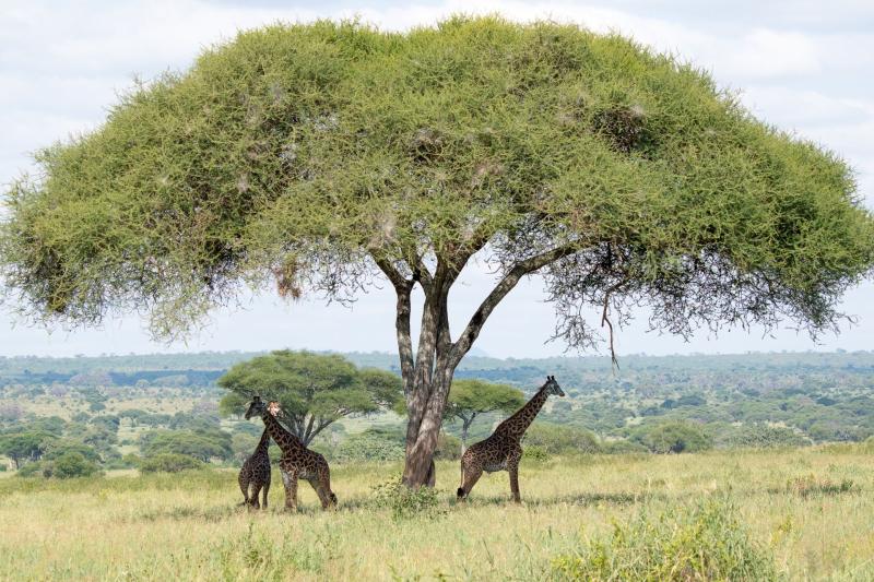 ζανζιβαρη σαφαρι