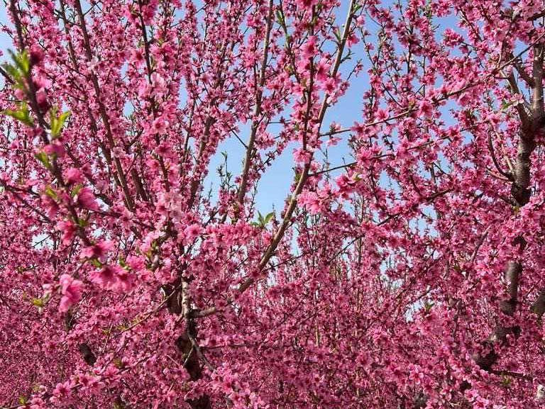 Ελλάδα ΒΕΡΟΙΑ – ΒΕΡΓΙΝΑ-ΑΝΘΙΣΜΕΝΕΣ ΡΟΔΑΚΙΝΙΕΣ